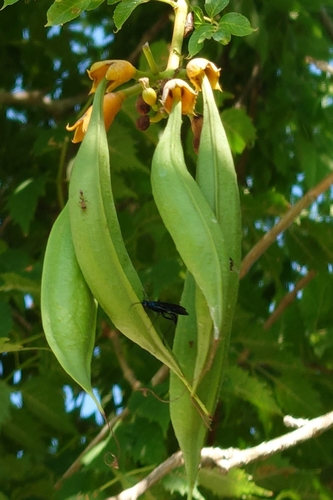 American trumpet vine