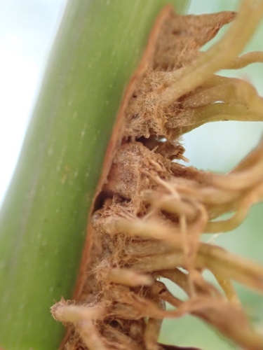 American trumpet vine