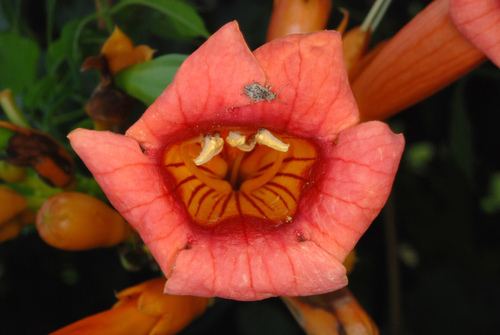 American trumpet vine
