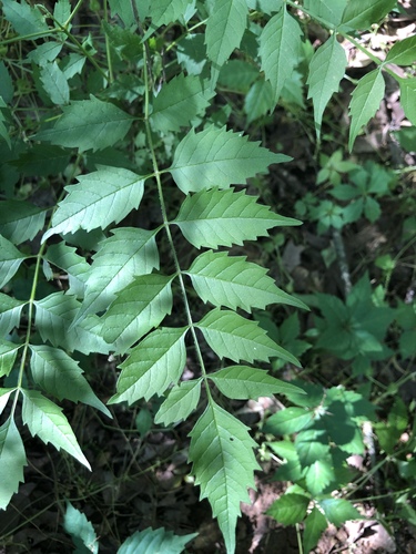 American trumpet vine