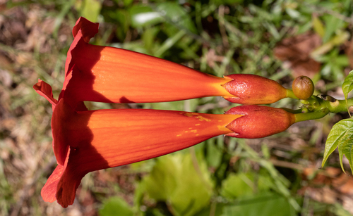 American trumpet vine