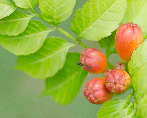 American trumpet vine