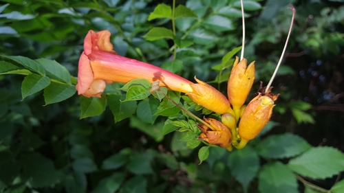 American trumpet vine