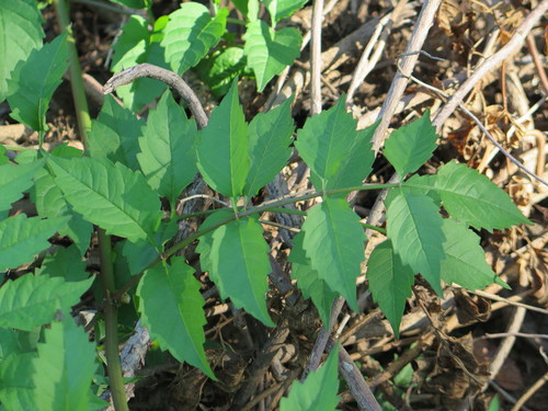 American trumpet vine