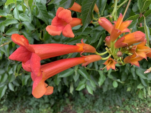 American trumpet vine