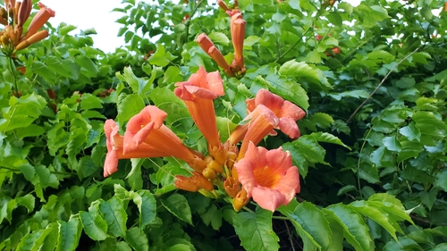 American trumpet vine