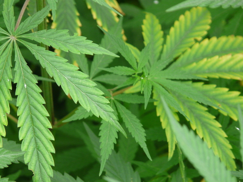 Cannabis