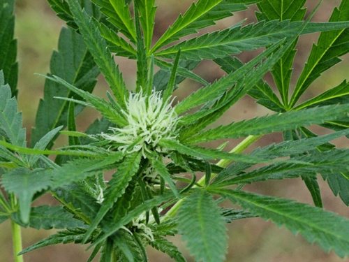Cannabis