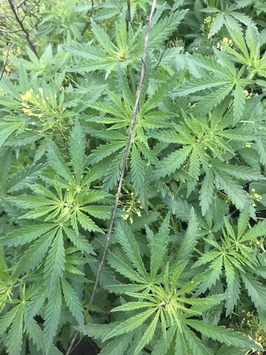 Cannabis