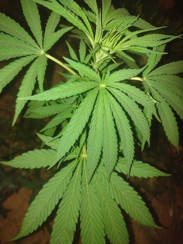 Cannabis