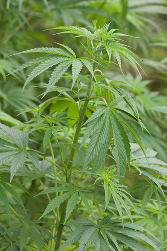 Cannabis