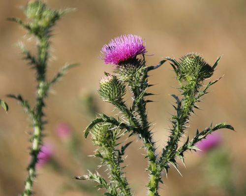 Broad-winged Thistle