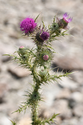 Broad-winged Thistle