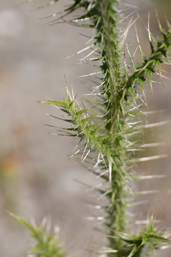 Broad-winged Thistle