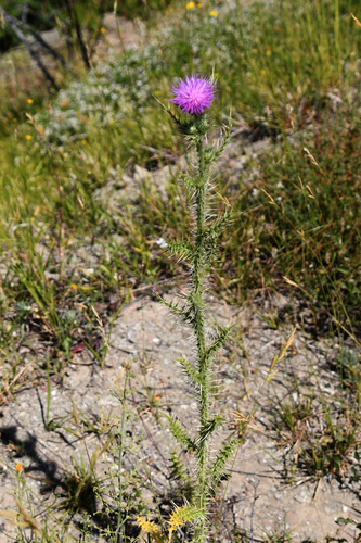 Broad-winged Thistle