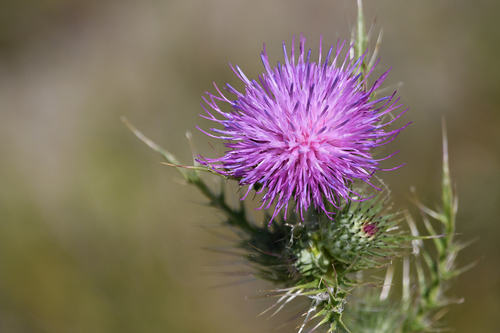 Broad-winged Thistle