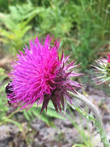 musk thistle
