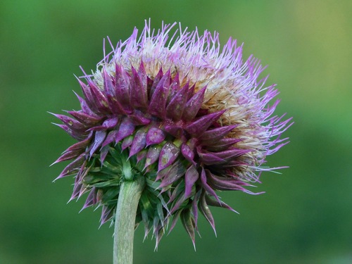 musk thistle