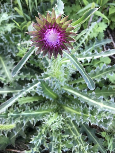 musk thistle