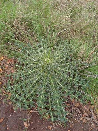 musk thistle