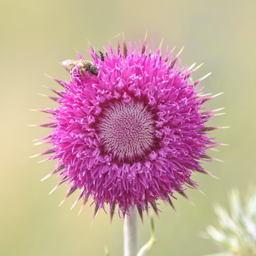 musk thistle