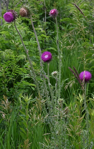musk thistle