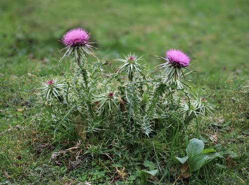 musk thistle