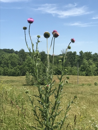 musk thistle