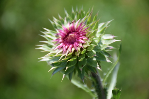 musk thistle