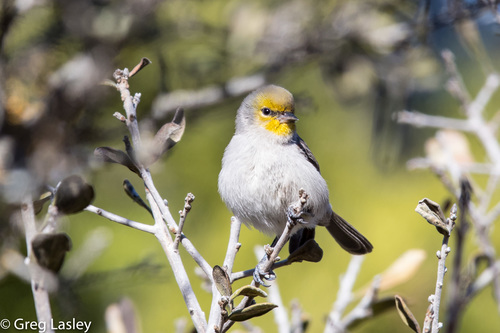 Verdin
