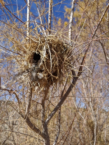 Verdin