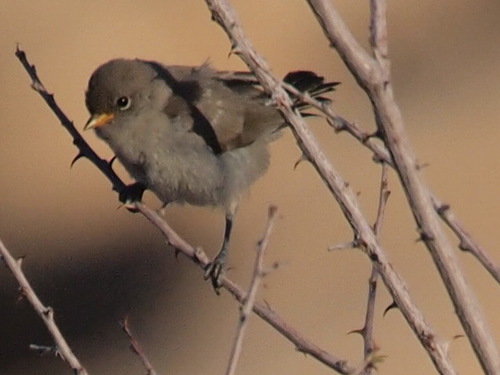 Verdin