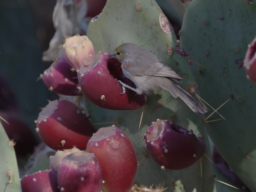Verdin