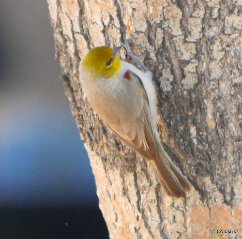 Verdin