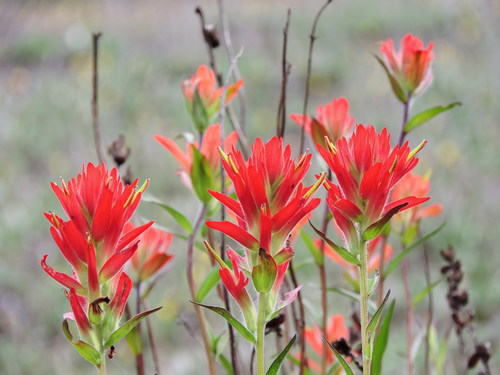 giant red paintbrush