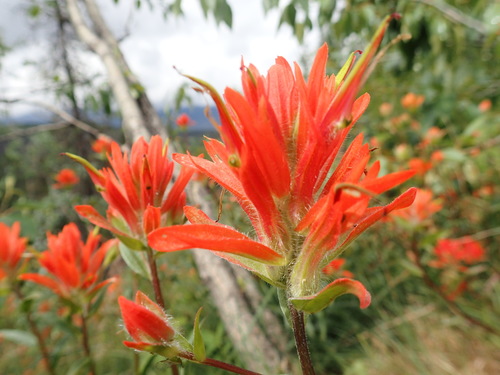 giant red paintbrush