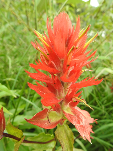 giant red paintbrush
