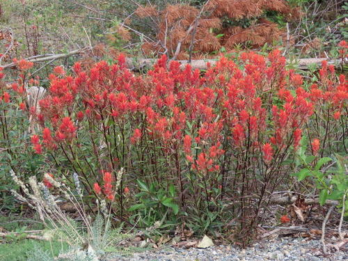 giant red paintbrush
