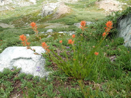 giant red paintbrush