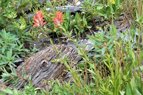 giant red paintbrush