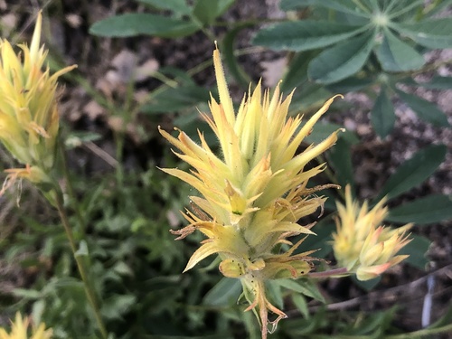 giant red paintbrush