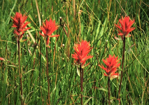 giant red paintbrush