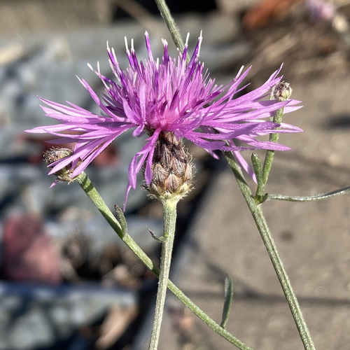 spotted knapweed