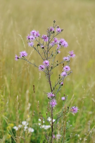 spotted knapweed