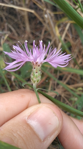 spotted knapweed