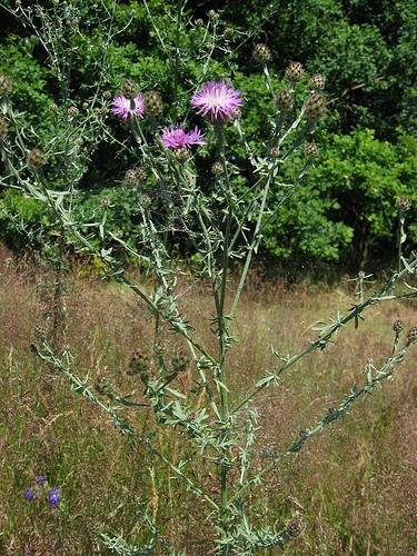 spotted knapweed