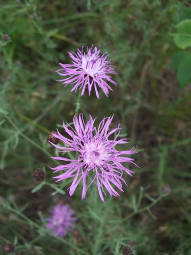 spotted knapweed