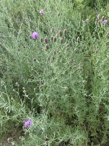 spotted knapweed