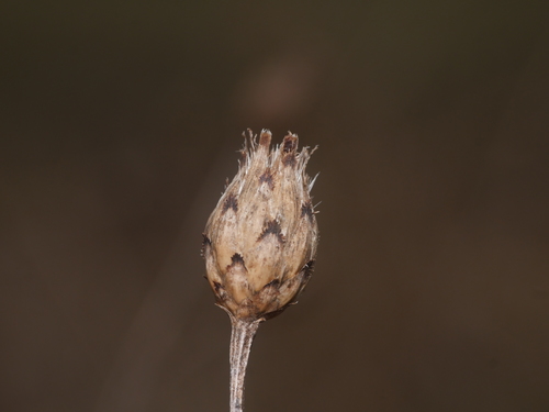 spotted knapweed