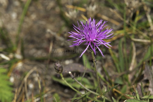 spotted knapweed